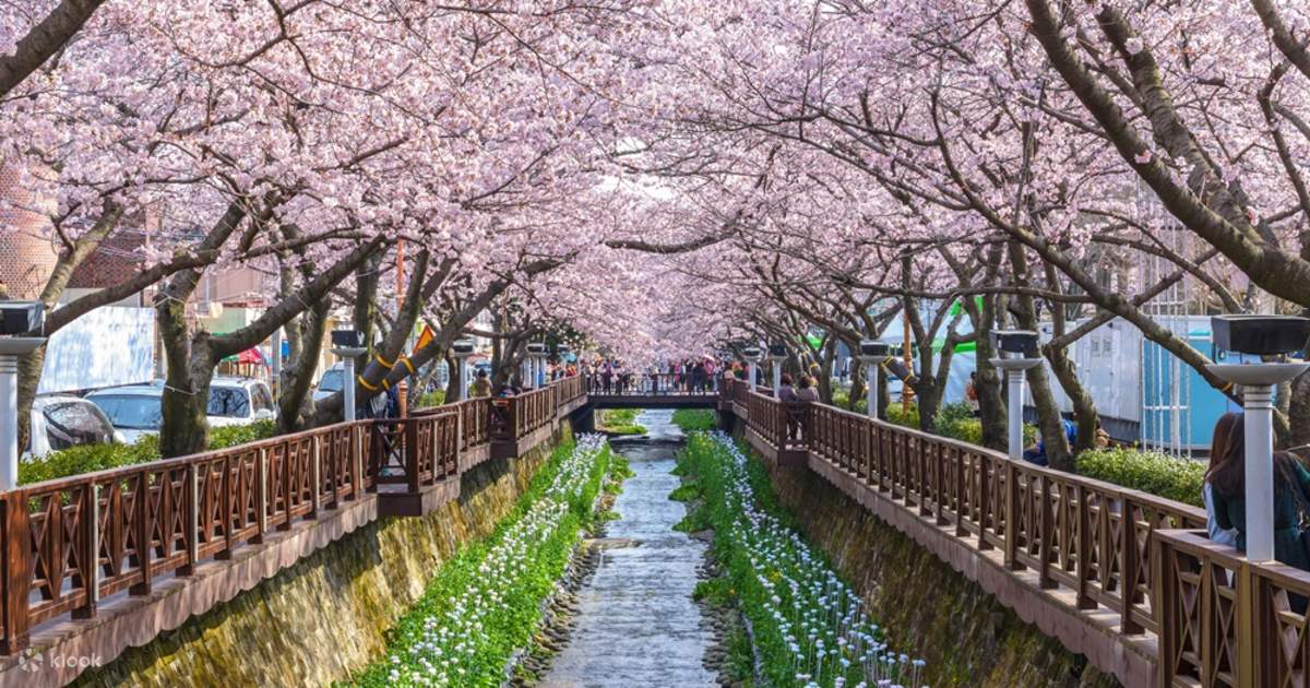 Jinhae Cherry Blossom Festival Day Trip from Daegu Klook